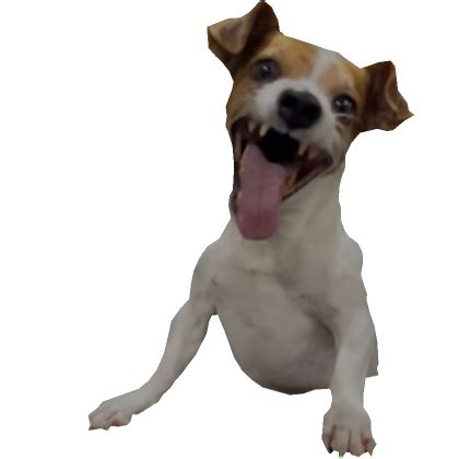 laughing dog gif|dog laughing hysterically images.